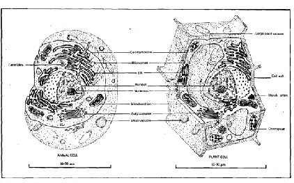 2135_eukaryotic cell.png